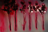 TheBaze > Pink Roses photo
