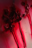 TheBaze > Pink Roses photo